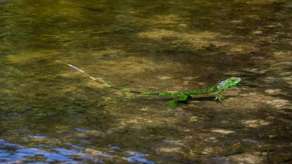 how-to-bath-an-iguana