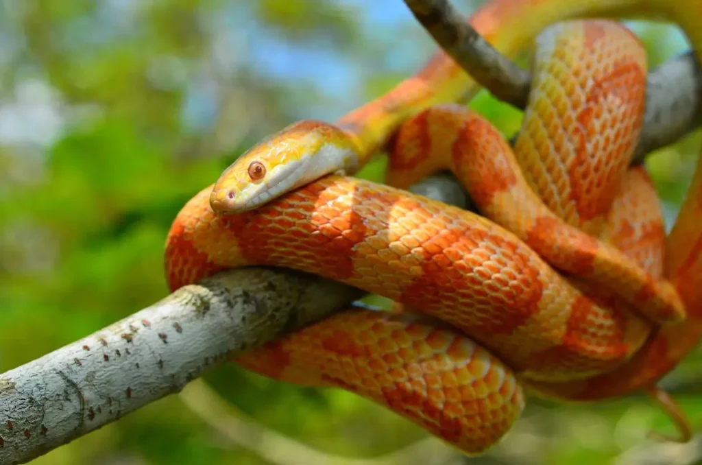 pet-corn-snake
