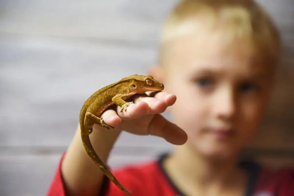 pet-crested-gecko