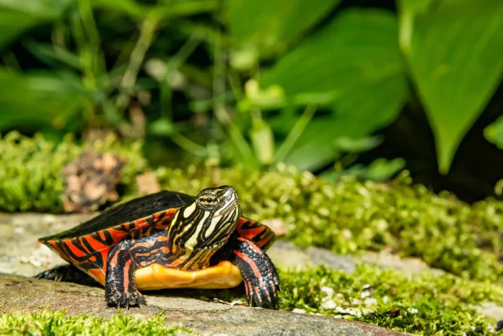 pet-painted-turtle