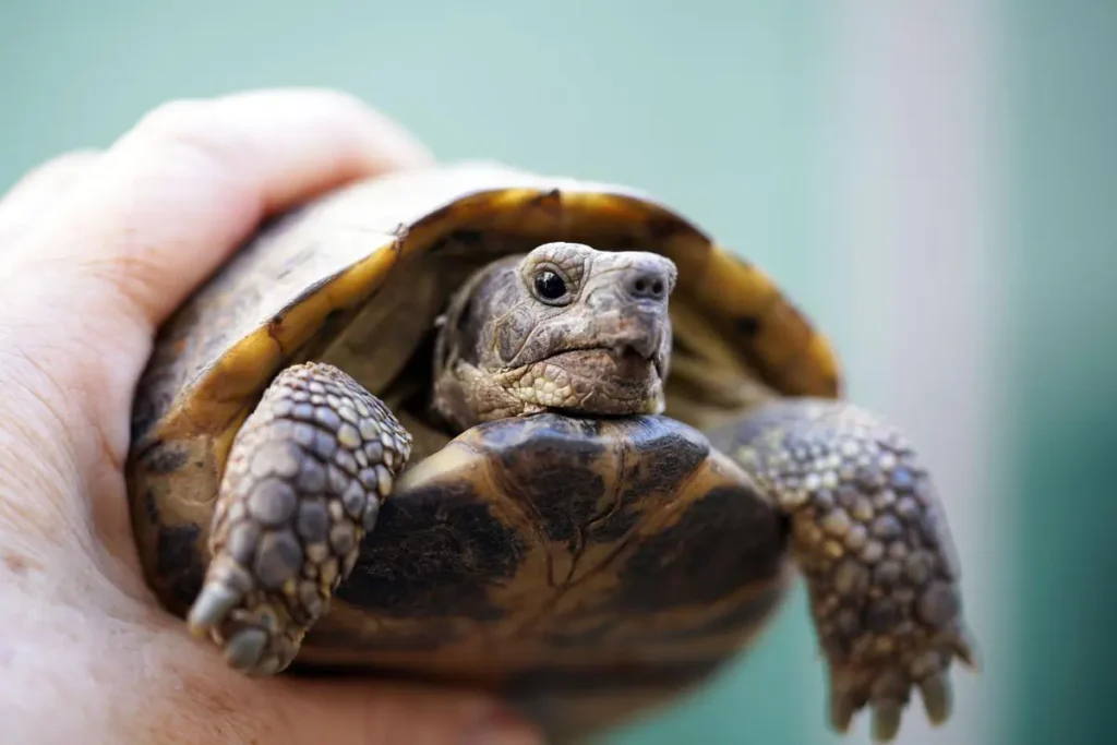 pet-tortoise