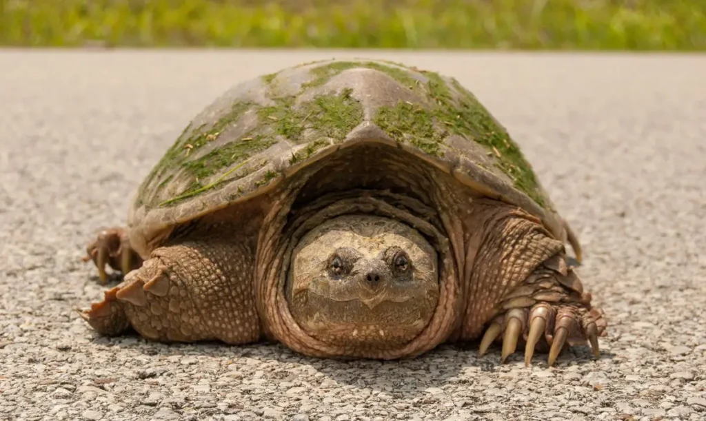 snapping-turtle-history