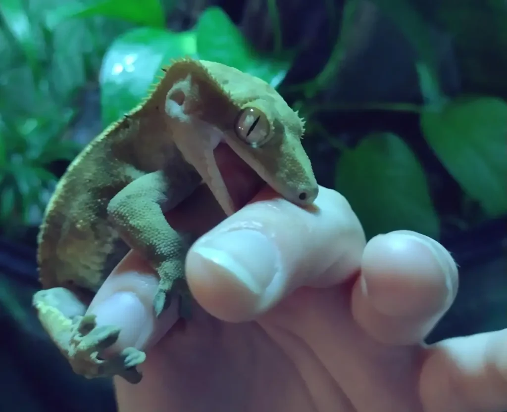 crested-gecko-bite