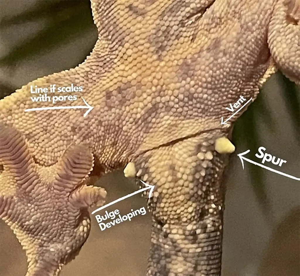 crested-gecko-cloacal-spur