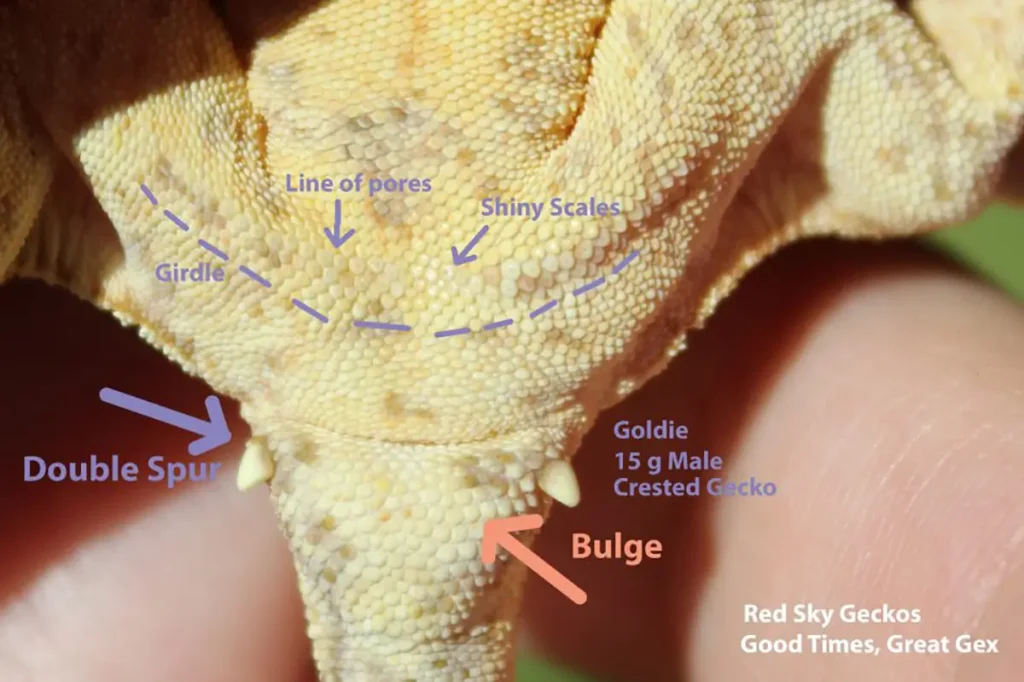 crested-gecko-hemipenal-bulge