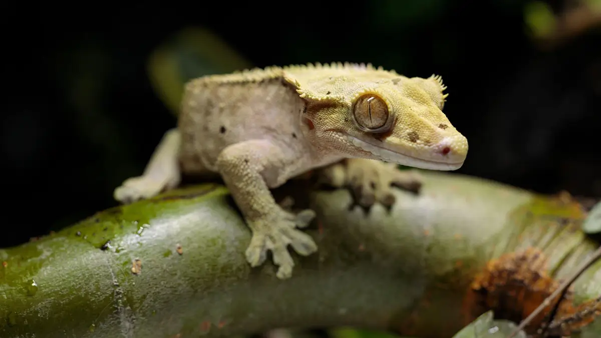 crested-gecko-poop
