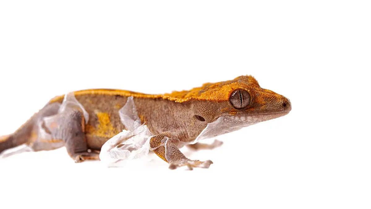 crested-gecko-shedding
